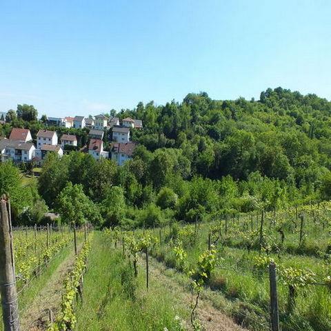 Unbebautes Waldgrundstück angrenzend an Bebauung im Weinort Münster-Sarmsheim