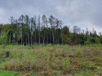 PROVISIONSFREI Gummersbach: Ca. 2.892 m&sup2; Waldfl&auml;che in der N&auml;he der Kreisstadt