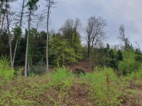 PROVISIONSFREI Ca. 787 m&sup2; Waldfl&auml;che in der N&auml;he zu Gummersbach