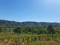 Bullay: 11 Flurst&uuml;cke an der Mosel mit insgesamt ca. 2.331 m&sup2;