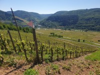 Zell-Kaimt: Aktiver Riesling-Weinberg unterhalb des Krankenhauses, ca. 1.712 m&sup2;