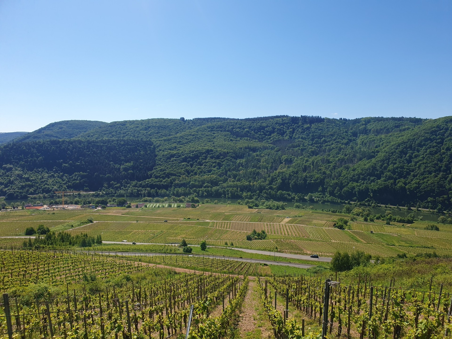 Weinbergsbrachen in Zell (Mosel)