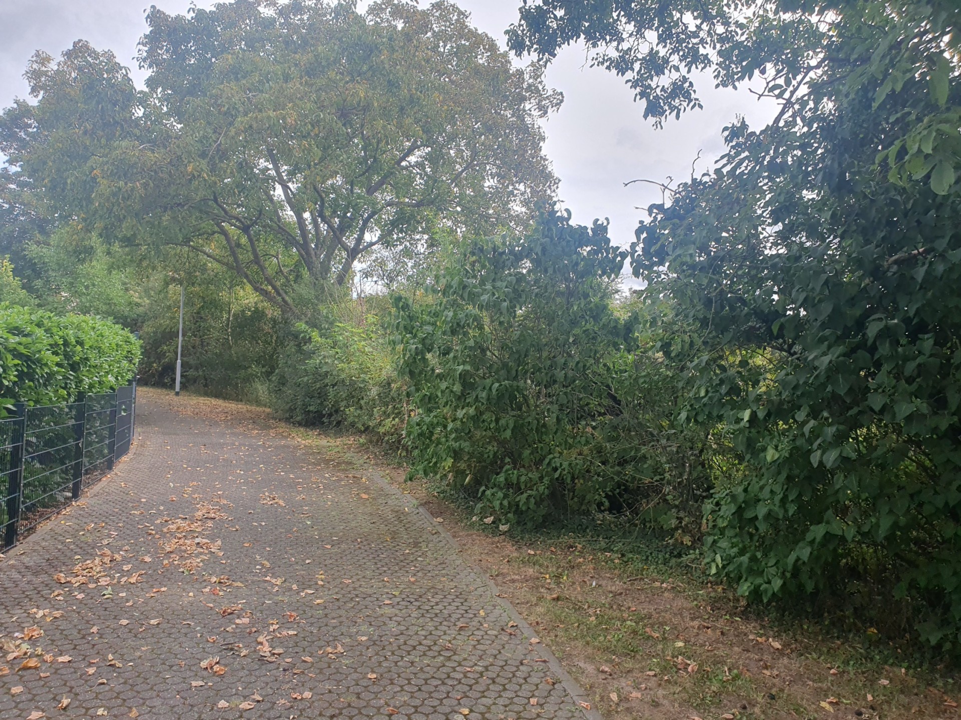 Koblenz - Lahnstein: Wald in Nähe zur Bebauung