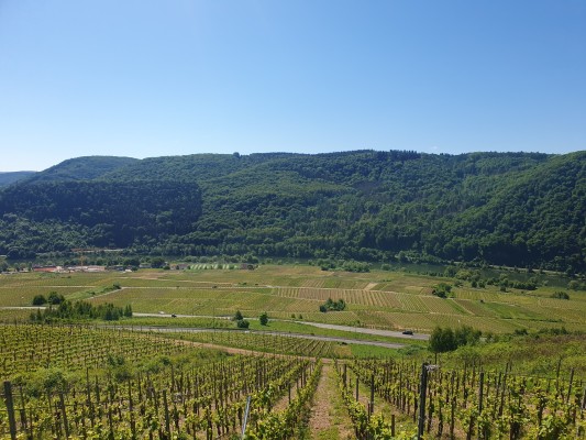 Moselblick bei Zell