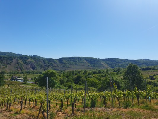 Blick aus der Ferne auf das Moseltal Richtung Bullay