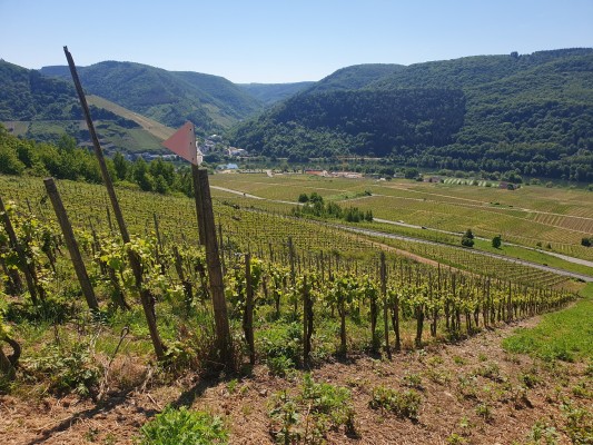 Weinberg und Umgebung